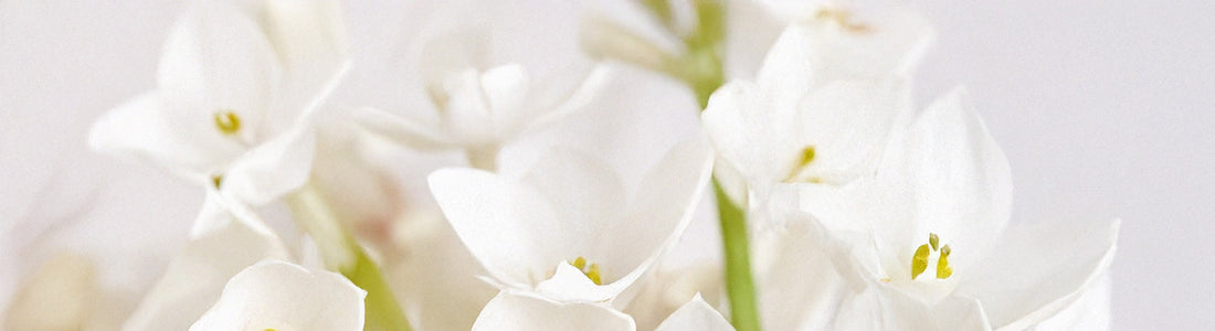 Ziva Paperwhites: Growing and Care for Fragrant Winter Blooms