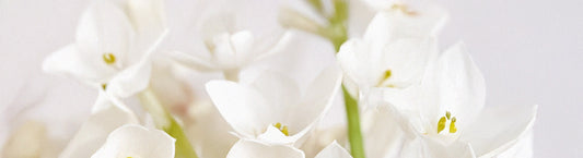 Ziva Paperwhites: Growing and Care for Fragrant Winter Blooms