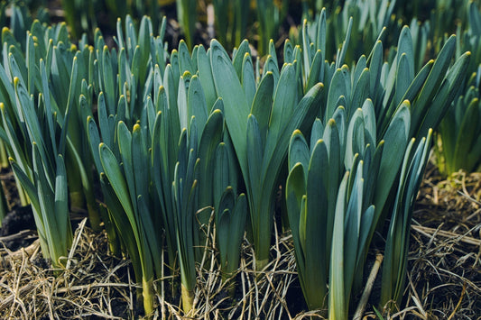 Early Spring Bulbs That Signal the Season Is Changing