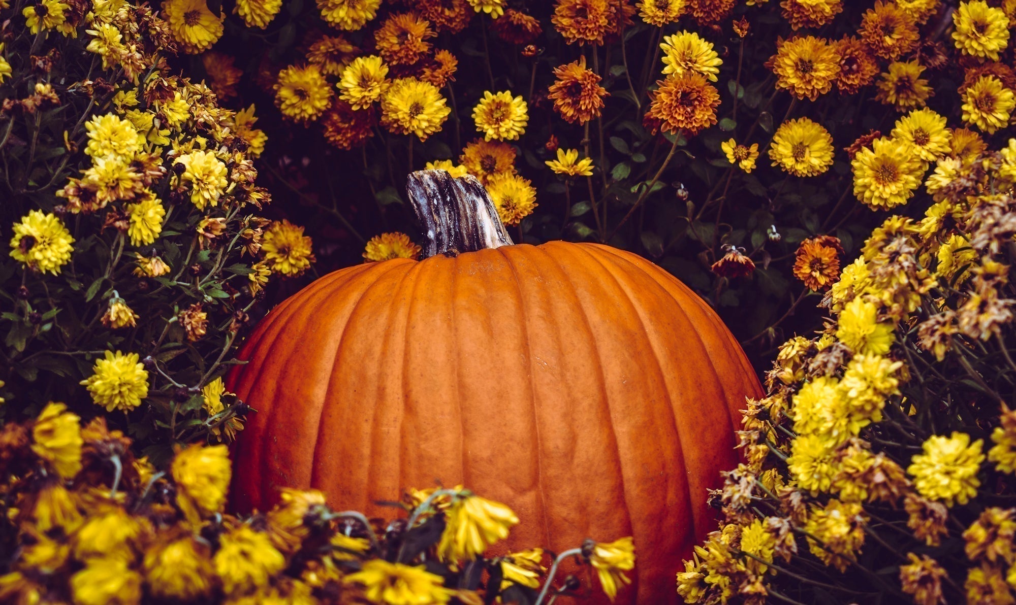 Planning Your Fall Garden: Flowers That Carry Color Into Autumn – Nagel ...