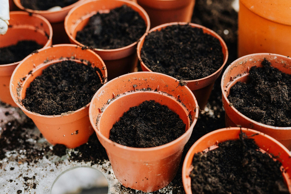 How to Grow Spring Bulbs in Containers and Pots This Fall