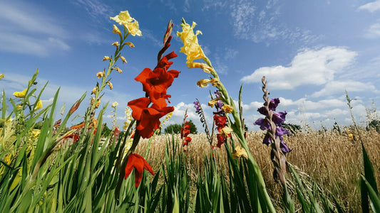 Planning Your Summer Garden: Build a Season Centered on Gladiolus