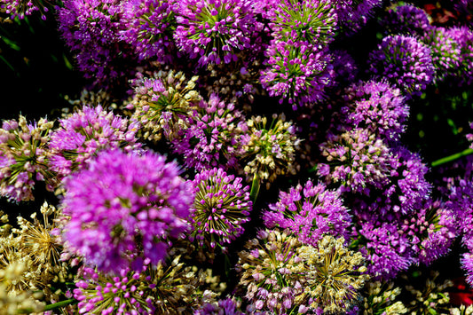 Allium: The Most Underrated Spring Flower in the Garden
