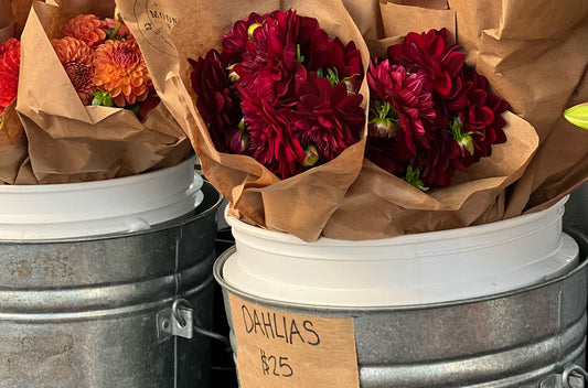 How to Grow Spring Planted Bulbs for Farmers Market and Bouquet Sales