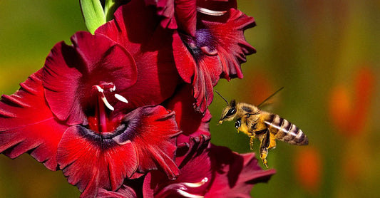 Gladiolus as a Pollinator Magnet: How to Attract Bees, Butterflies, and Hummingbirds