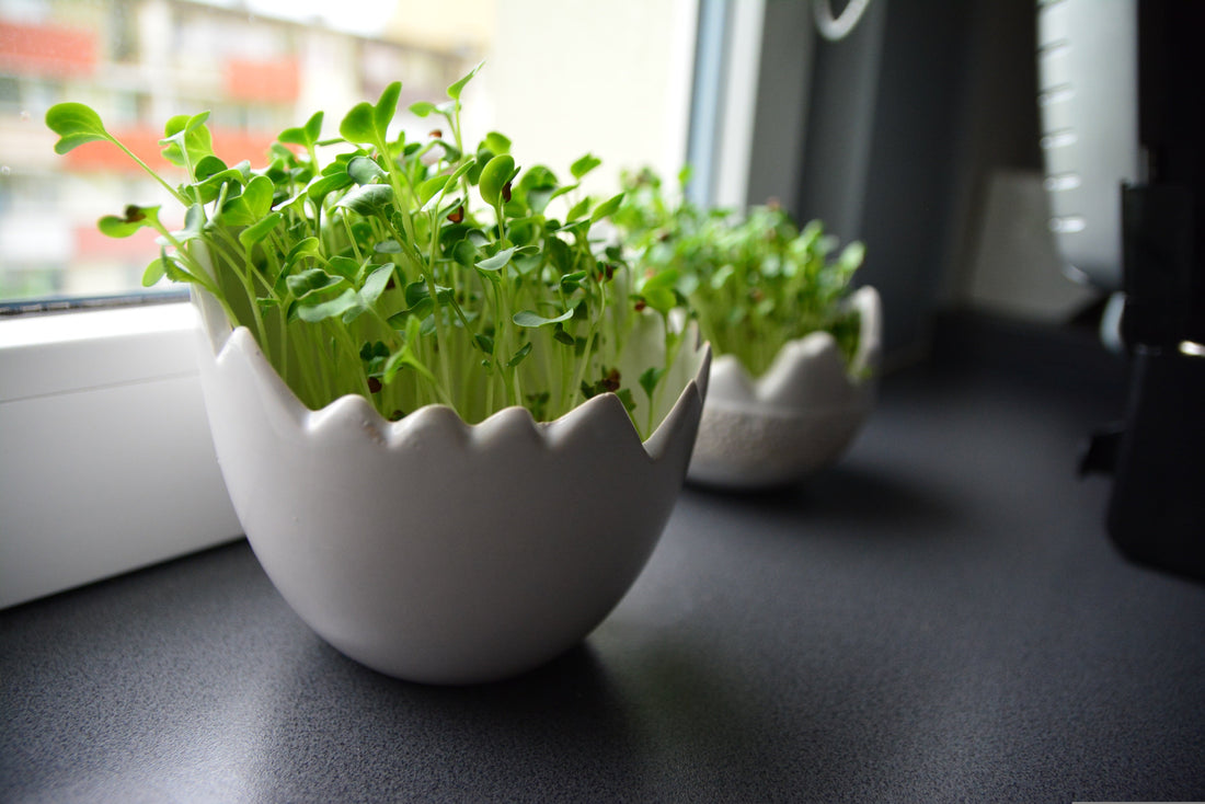 Windowsill Vegetable Gardens from Bulk Seed