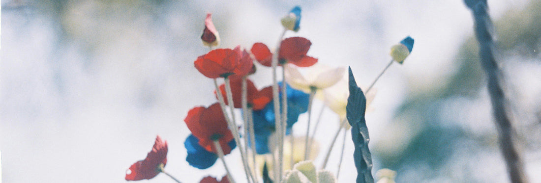 Red, White, and Blue: A Garden Palette Worth Celebrating