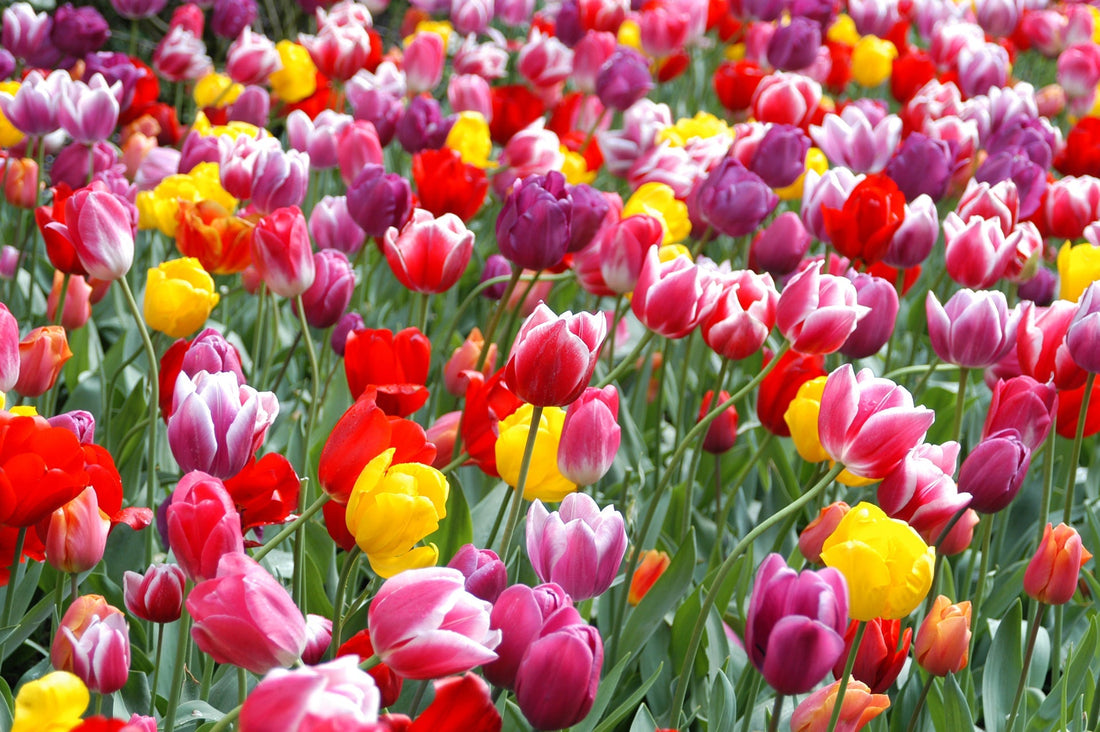Bulk Planting Strategies: Tools and Techniques for Planting Hundreds of Bulbs