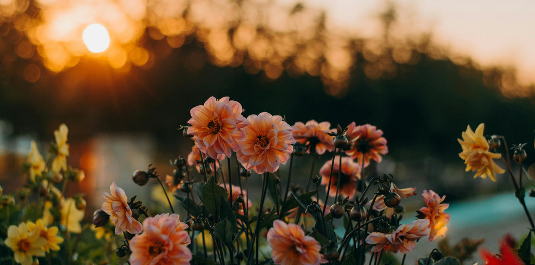 The Longest Day: Celebrating What Is in Bloom on the Summer Solstice