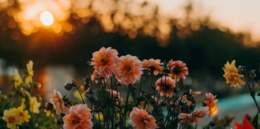 The Longest Day: Celebrating What Is in Bloom on the Summer Solstice