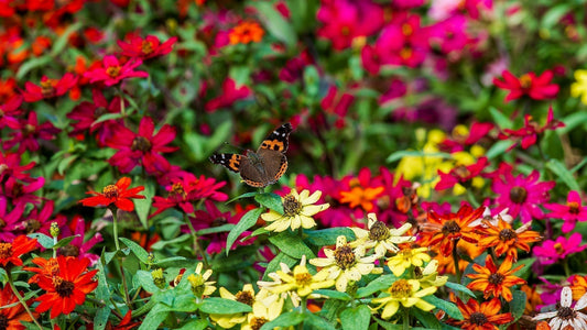 Midsummer in the Garden: What to Do Right Now for the Best of the Season Ahead