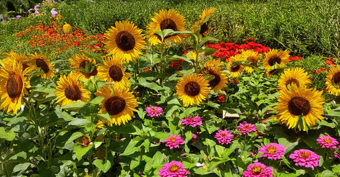 Flower Symbolism: Planning a Garden for the New Year