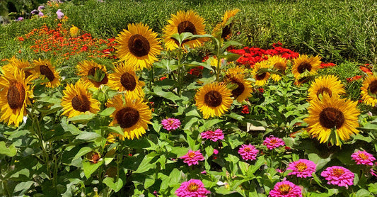 Flower Symbolism: Planning a Garden for the New Year