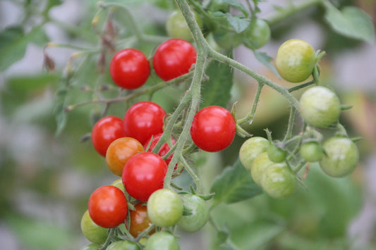 Grow Your Own Salad Garden: Fresh Picks from Seed to Bowl