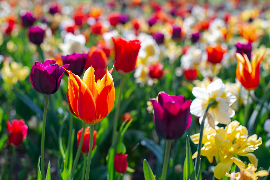 Planning a Spring Cutting Garden with Fall-Planted Bulbs