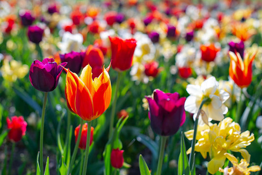 Planning a Spring Cutting Garden with Fall-Planted Bulbs