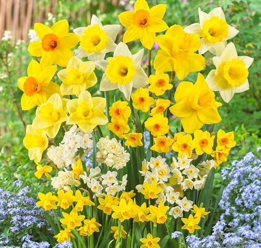 Daffodil Types Explained: Trumpet, Large-Cupped, Double, Triandrus, and More