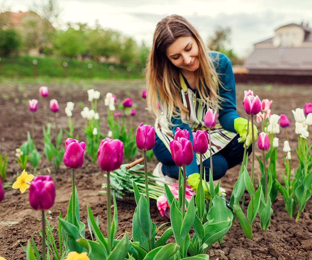 How to Start a Profitable Cut Flower Business with Tulips and Daffodils