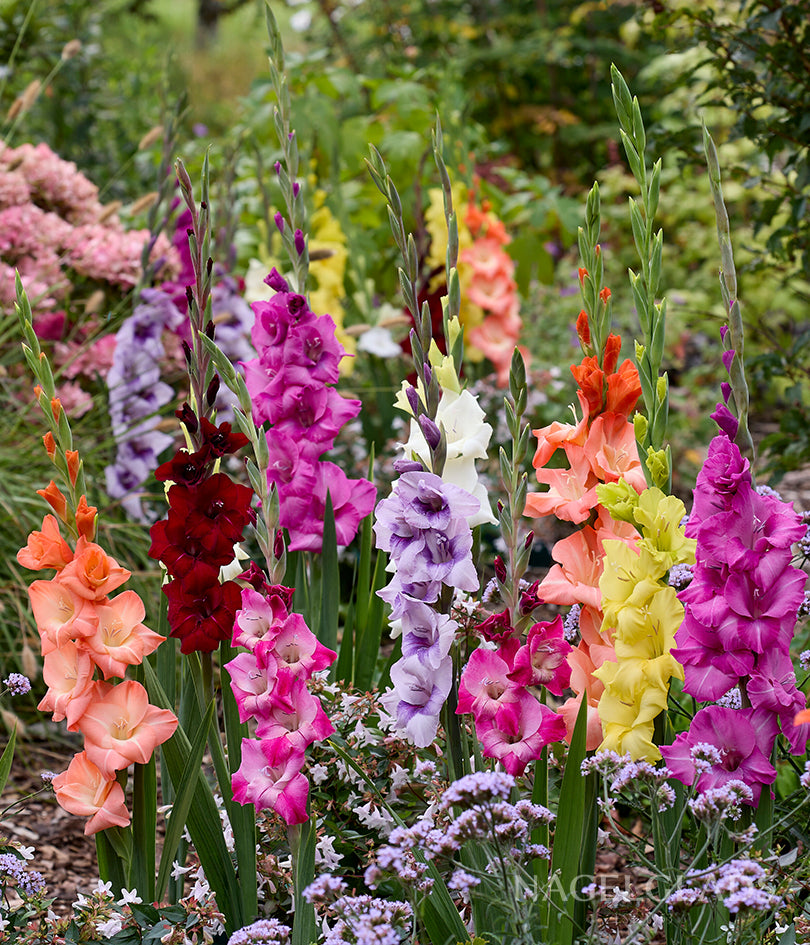 Mixed Gladiolus Flower Bulbs