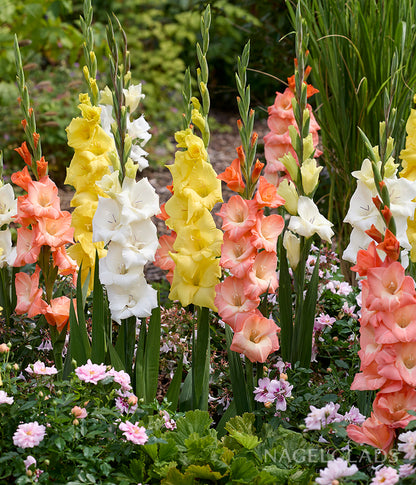 Pastel Mixed Gladiolus Flower Bulbs