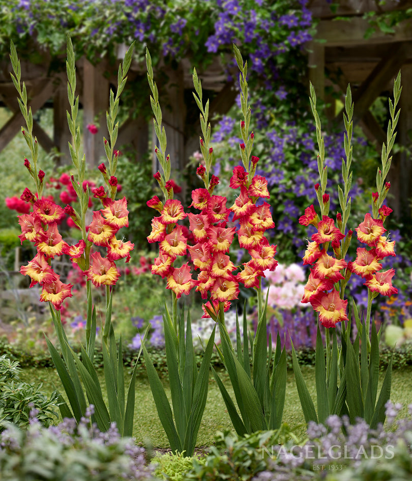 Stereo Gladiolus Flower Bulbs