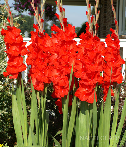 Dador de Pan Gladiolus Flower Bulbs