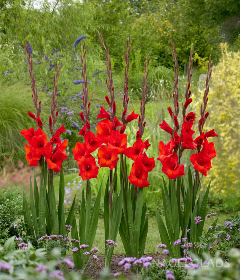 Red Balance Gladiolus Flower Bulbs