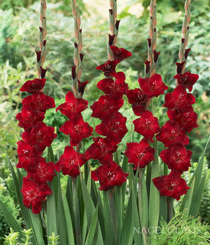 Fat Boy Gladiolus Flower Bulbs