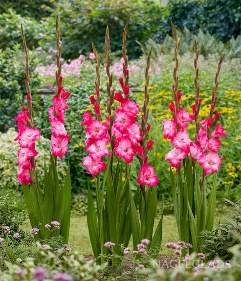 Cantate Gladiolus Flower Bulbs – Nagel Gladiolus Bulbs