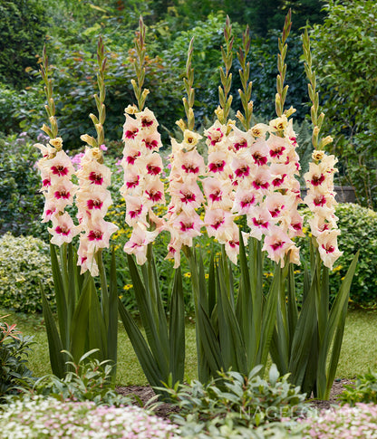 Amber Mistique Gladiolus Flower Bulbs