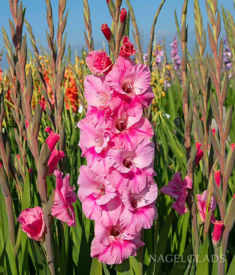 Pink Event Gladiolus Flower Bulbs