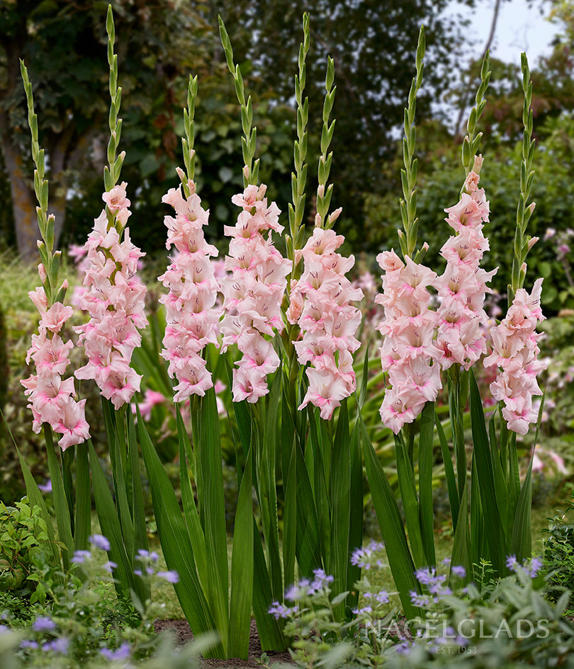 Adrenalin Gladiolus Flower Bulbs