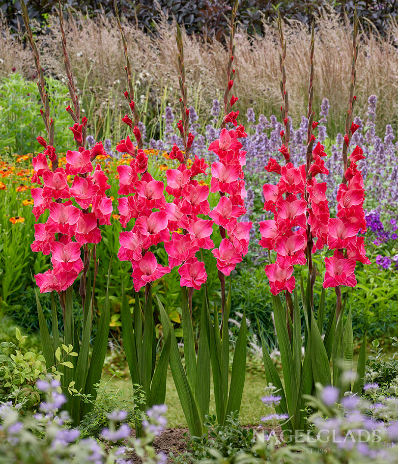 Fairy Tale Pink Gladiolus Flower Bulbs