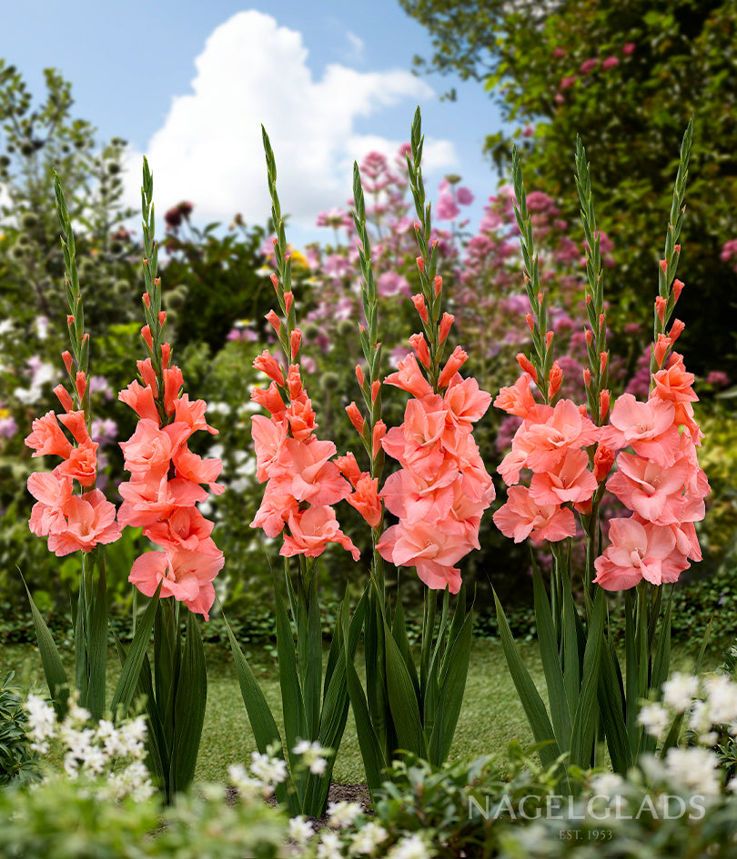 Ibadan Gladiolus Flower Bulbs