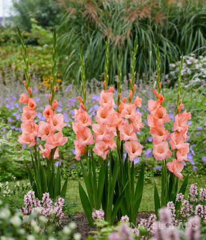 Sugar Babe Gladiolus Flower Bulbs