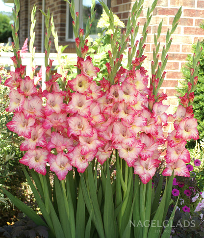 Priscilla Gladiolus Flower Bulbs