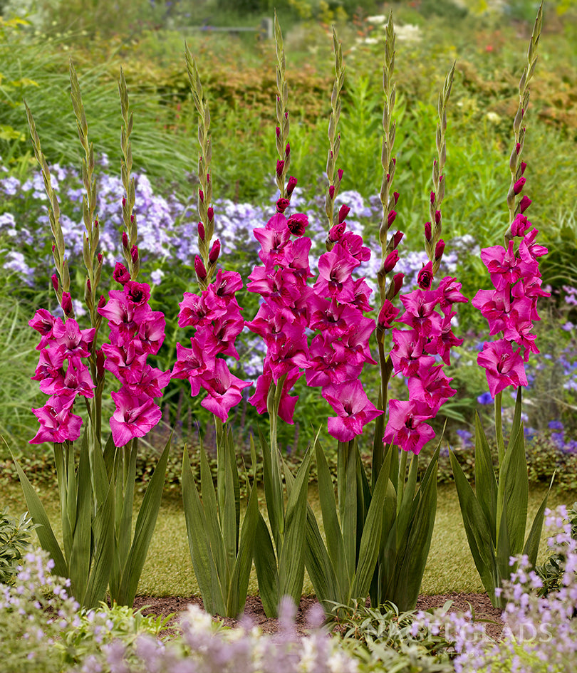 Evident Gladiolus Flower Bulbs