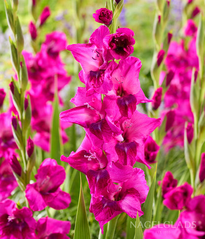 Evident Gladiolus Flower Bulbs