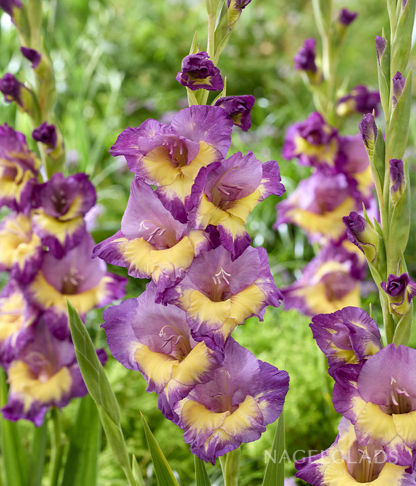 Dynamite Gladiolus Flower Bulbs