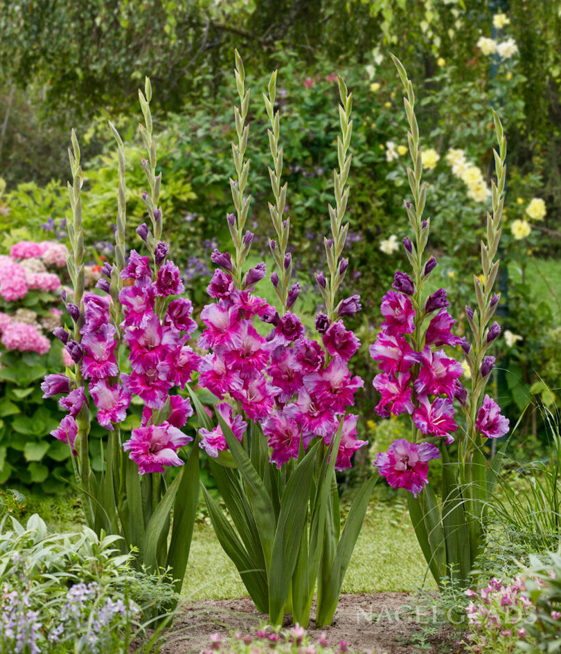 Purple Art Gladiolus Flower Bulbs