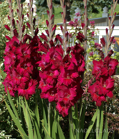 Plum Tart Gladiolus Flower Bulbs