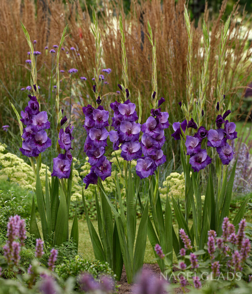Purple Magic Gladiolus Flower Bulbs