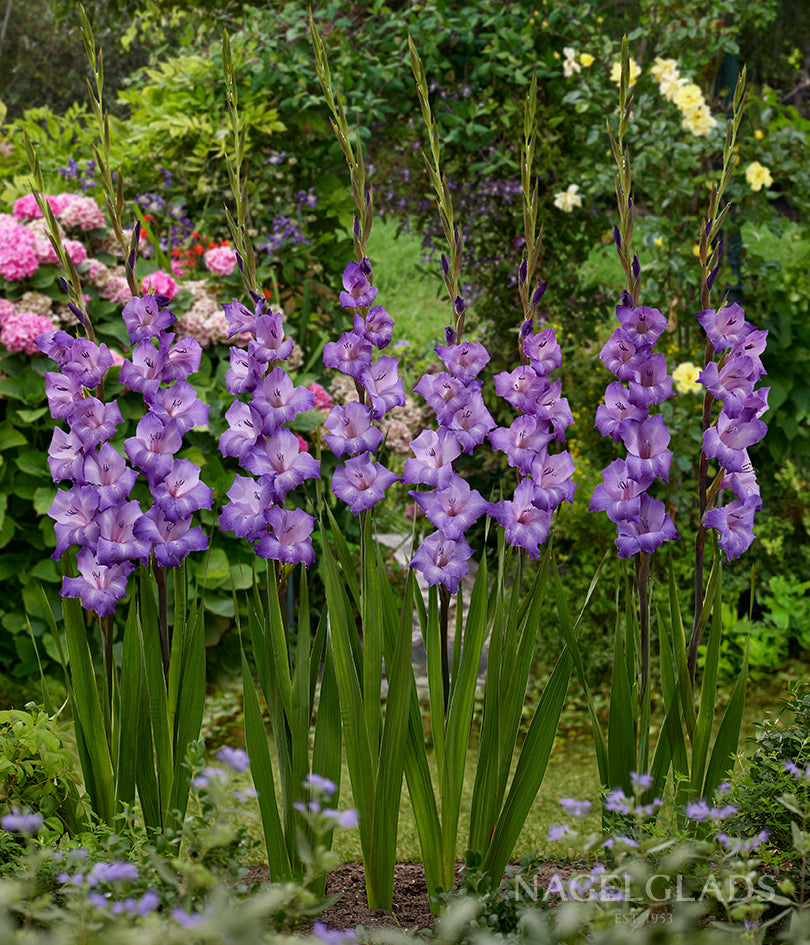 Performer Gladiolus Flower Bulbs