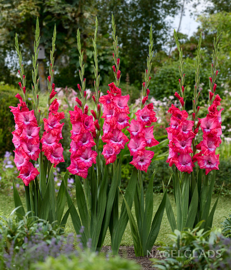 Lummiere Gladiolus Flower Bulbs