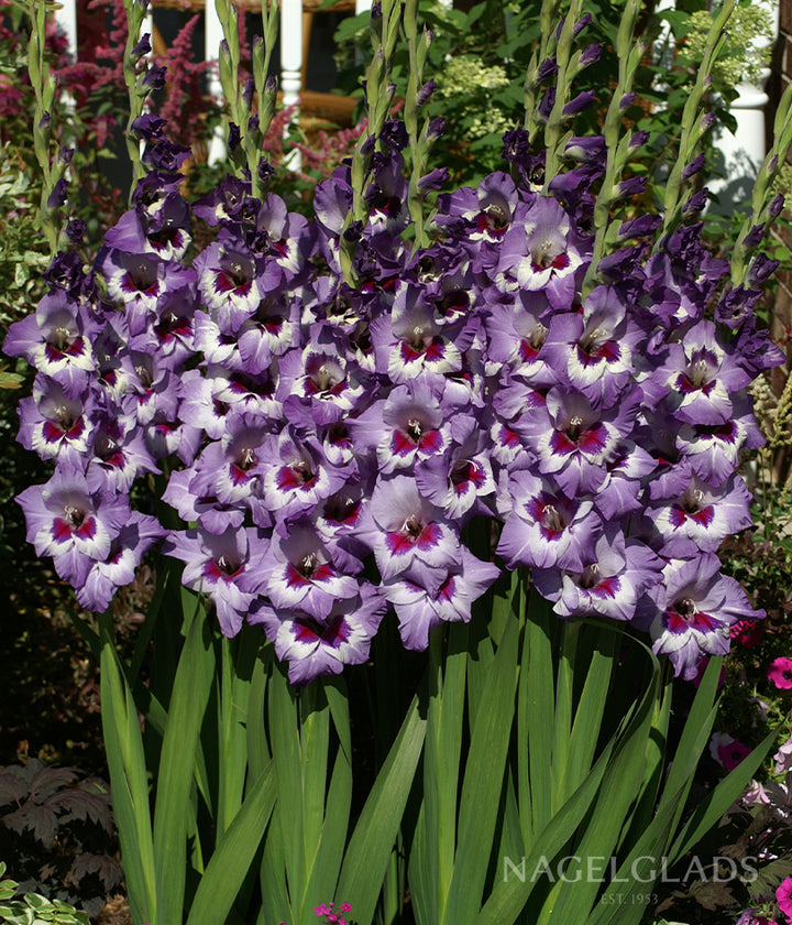Blue Gladiolus Varieties – Nagel Gladiolus Bulbs