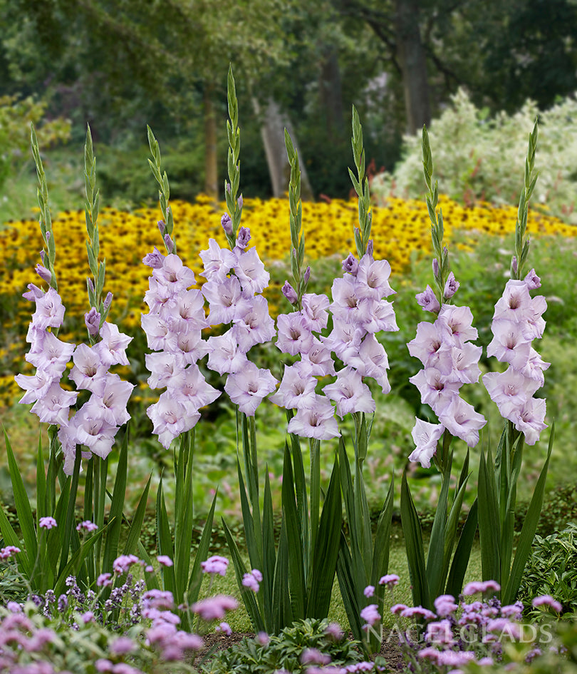 Blue Tropic Gladiolus Flower Bulbs