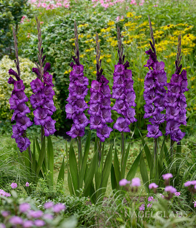 Cookie Gladiolus Flower Bulbs