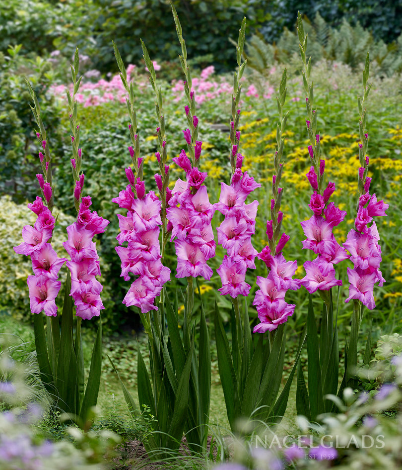 Xperience Gladiolus Flower Bulbs