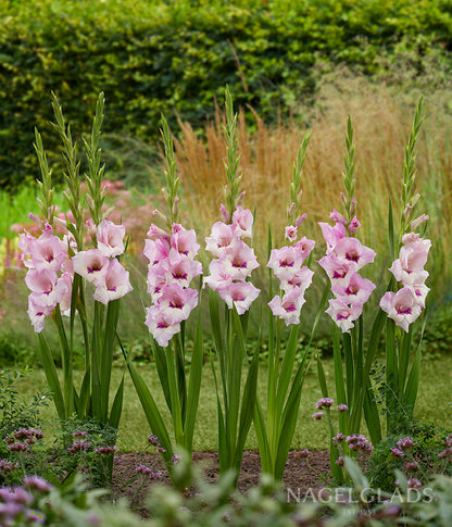 Zamora Gladiolus Flower Bulbs