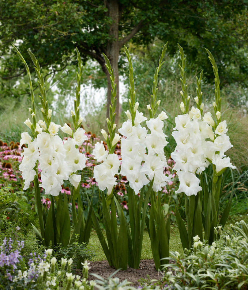 Essential Gladiolus Flower Bulbs Nagel Gladiolus Bulbs